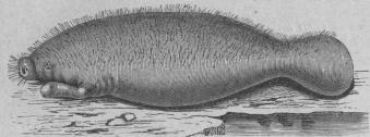 <b133. Smalnosig sjöko (Manátus austrális).<b<smalSyd- och Centralamerikas östra kust. 3000 mill.</smal