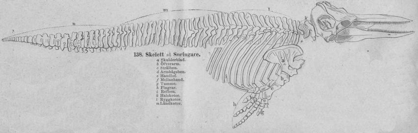 <b138. Skelett af Springare.<tabl<t<ta Skulderblad. </t</t<t<tb Öfverarm. </t</t<t<tc Strålben. </t</t<t<td Armbågsben. </t</t<t<te Handlof. </t</t<t<tf Mellanhand. </t</t<t<tg Tumme. </t</t<t<th Fingrar. </t</t<t<ti Refben. </t</t<t<tk Halskotor. </t</t<t<tl Ryggkotor. </t</t<t<tm Ländkotor.