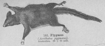 141. Flygmus<b(Acròbates pygmæus). <bAustralien.   88 + 75 mill.