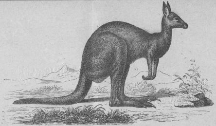 142. Jättekänguru (Mácropus giganténs).<bAustralien.    1575 + 825 mill.