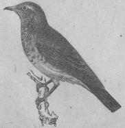 147. Snöskata eller Björktrast<b(Turdus piláris).<bEuropa.   263 mill.