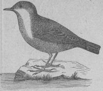 151. Strömstare (Cinclus aquáticus). <bEuropa, nordvestra Asien.  192 mill.