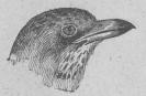 153. Hufvud af Grå flugsnappare (Muscicapa atricapilla)