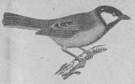 155. Talgoxe (Parus major).<bEuropa, Asien, norra Afrika.  136 mill.