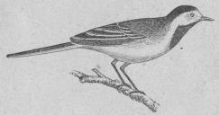 158. Sädesärla (Motacilla alba).<bEuropa.  185 mill.