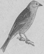 159. Gulsparf (Emberíza citrinélla).<bEuropa, vestra Asien.  173 mill.