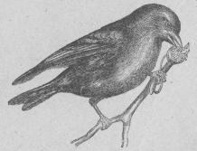 161. Grönsiska (Acánthis svinus).<bEuropa.  108 mill.