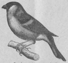 162. Domherre (Pyrrhula rubicilla).<bEuropa, norra Asien.  161 mill.