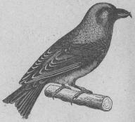 163. Mindre korsnäbb (Lóxia curviróstra).<bEuropa, Asien.  161 mill.