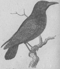 164. Stare (Sturnus vulgáris).<bEuropa, Asien, norra Afrika.  213 mill.