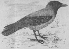 167  Kråka (Corvus cornix).<bEuropa, norra Asien, norra Afrika.   496 mill