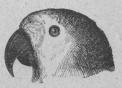 173 Hufvud af Grön papegoja<b(Chrysötts cestivus).