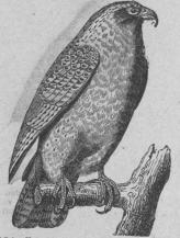 <b184. Jagtfalk (Falco yyrfålco).<bEuropas, Asiens och Nordamerikas nordligast<bdelar.   692 mill.