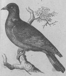 194.  Ringdufva  (Columla palunibus)<bEuropa, Asien, nordöstra Afrika. 420 mill