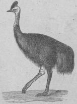 <b208. Hjelmkasuar (CasudHus<bgaleåtus). Indien och Indiska öarna.    1800 mill.