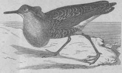 214. Brushane (Philomachus pugnax).<bGamla och Nya verldens nordliga delar.   297 mill.
