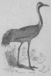 216  Trana<b(Grus communis).<bGamla verldens nordliga delar.<b1199 mill