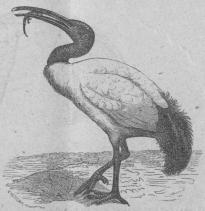 217. Helig ibis (Ibis religiösa).<bAfrika. 575 mill.