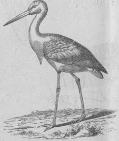 218. Hvit stork (Cicönia alla).<bEuropa.    1040 mill.