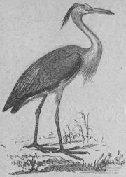 219. Grå häger (Ardea cinérea).<bEuropa, Asien, Afrika.   1010 mill.