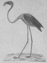 222. Flamingo (Phcenicöpterus<bruber).<bSödra Europa, norra Afrika, mellersta<boch södra Asien.   1250 mill.