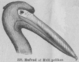 228. Hufvud af Hvit pelikan<b(Peleeånus onocrötalus).