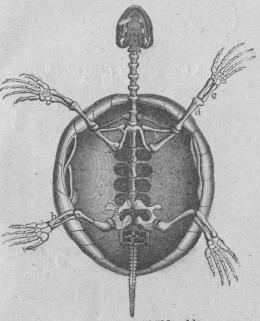 <b238. Skelett af Sköldpadda<tabl<t<ta Skulderblad.           </t<tc Ryggkotor.</t</t<t<tb Nyckelben.             </t<tf Refben.</t</t<t<tc Underarmsben.        </t<tg Bäckenben.</t</t<t<td Öfverarmsben.         </t<th Skenben.</t</t<t<td style=