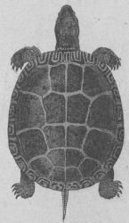 239. Grekisk sköldpadda<b(Testudo grceca)<bSödra Europa.    1 fot.