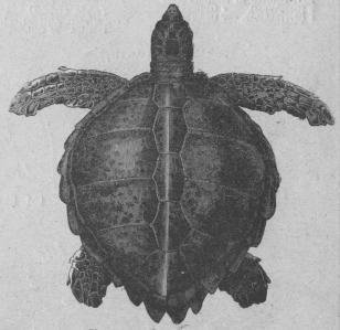 240. Europeisk hafssköldpadda <b(Thalassöchelys ca’éita).<bAtlantiska hafvet.   900 mill.