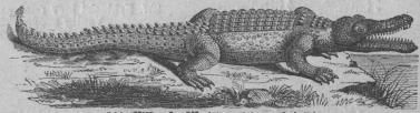 241. Nilkrokodil (Crocoäilus vulgaris).<bAfrika.   6 (någon gång 9) meter.