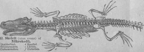 242. Skelett (utan svans) af <bNikrokodil.<tabl<t<ta Skulderblad.           </t<td Handlof.</t</t<t<tb Öfverarmsben.         </t<te Lårben.</t</t<t<tc Underarmsben.        </t<tf Underben.</t</t</tabl<b