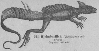 <b244. Hjelmbasilisk (Basiliscus mitrátus).<bGuyana.   900 mill.