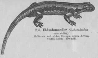 <b265. Eldsalamander (Salamándra<b maculáta).<bMellersta   och södra Europa, norra Afrika,<bvestra Asien.    150 mill.