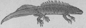 266. Större vattenödla<b(Triton cristátus).<bEuropa.   135 mill.