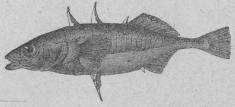 271. Tretaggad spigg (Gasterósteus<baculeátus).<bEuropa.   93 mill.