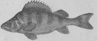 272. Vanlig abborre (Perca fluviátilis).<bEuropa, norra Asien.    450 mill.
