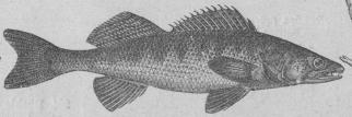 275.  Vanlig gös   (Luciopérca sandia.)<bMellersta och nordöstra Europa.   1200 mill.