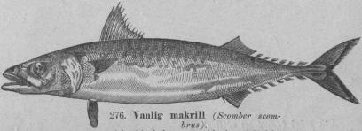 <b276.  Vanlig  makrill   (Seomber  scombrus). <bAtlantiska hafvets europeiska kuster, Medelhafvet.   600 mill.