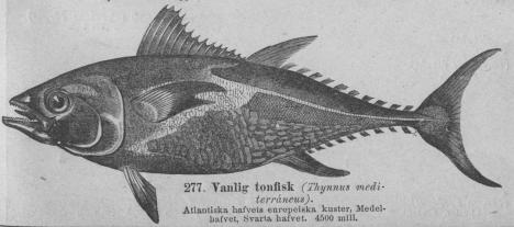 277. Vanlig tonfisk (Thynnus mediterráneus).<bAtlantiska hafvets europeiska kuster, Medelhafvet, <bSvarta hafvet.   4500 mill.