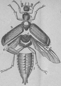 <b316. Hudskelett af Vanlig ållonborre<b(Melolöntha vulgaris).<tabl<t<ta Hufvud.                      </t<te Flygvinge.</t</t<t<tb Främre bröstringen.    </t<tf Bakkropp.</t</t<t<tc Mellersta bröstringen.  </t<tg Hoplagd flygvinge.</t</t<t<td Bakersta bröstringen.  </t<th Täckvingar.</t</t<t<t</t<t i Känselspröt.</t</t</tabl