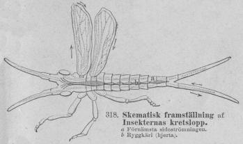 318. Skematisk framställning af <bInsekternas kretslopp.<tabl<t<td style=