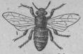 319. Honingsbi<b(Apis mellijica).<bArbetsbi.<b16 mill.