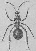 325. Stackmyra (Formica rufa).<bArbetare.<b6 mill.