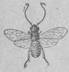 328. Gul fruktträdsstekel (Lyda pyrt).<b10 mill.