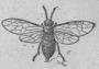 332. Plommonstekel<b(Tenthrédo mör lo).<b3 mill.