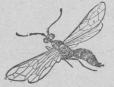 334. Halmstekel (Céphus pygnuevs).<b6 mill.