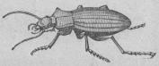 338. Guldhöna (Cårabus auråtus).<b21 mill.