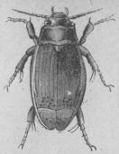 339. Bebrämad dykare <b(Dyticus marginells).<b29 mill.