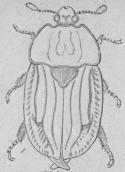 340. Skinnare<b(Silpha thoråcica).<b14 mill.