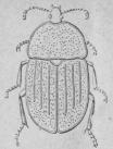 342. Svartglänsande Skinnare<b(Silplia atråta).<b10 mill.